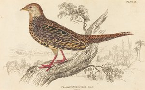 Phasianus Versicolor - Feminino de William Home Lizars