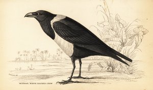 Corvo de Corvo, Corvus albus de William Home Lizars