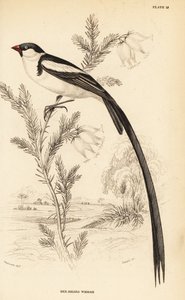 Whydah de cauda de alfinete, Vidua macroura (Red-billed whidah, Vidua erythrorhynchus) de William Home Lizars