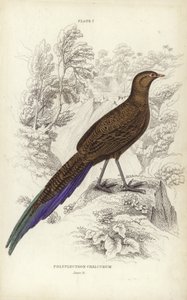 Polyplectron Chalcurum de William Home Lizars