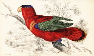 Lorius domicella, Lorius lorius