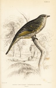 Cucoshrike de ombros vermelhos, fêmea, Campephaga phoenicea de William Home Lizars