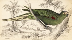 Arara de ombros vermelhos, Diopsittaca nobilis