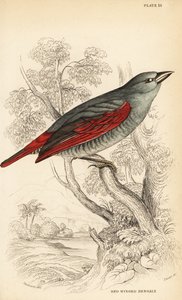 Pytilia de asas vermelhas, Pytilia phoenicoptera (Pytilia bengaly de asas vermelhas, Pytilia phaenicoptera) de William Home Lizars