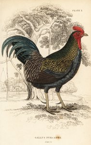 Ave da selva vermelha, Gallus gallus javanicus