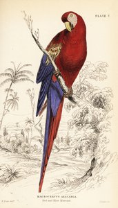 Arara escarlate, Ara macao