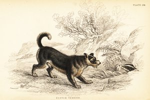 Scottish terrier ou Scotch terrier, Canis lupus familiaris (Canis terrarius) de William Home Lizars