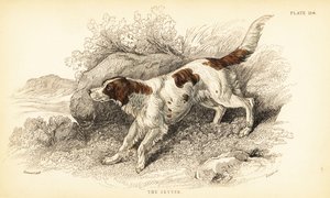 Setter, Canis lupus familiaris (índice de Canis) de William Home Lizars