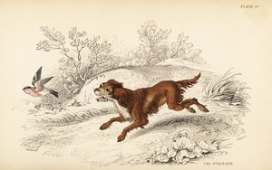 Springer ou Springer spaniel inglês, Canis lupus familiaris de William Home Lizars