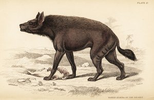 Hiena listrada, Hyaena hyaena hyaena (Hyaena nua do deserto, Hyaena vulgaris)