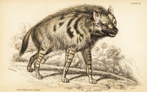 Hiena listrada, Hyaena hyaena hyaena