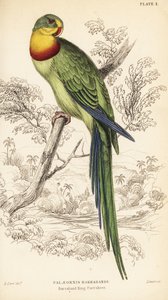 Soberbo papagaio, Polytelis swainsonii