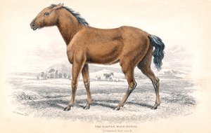 Tarpan, 1830 de William Home Lizars