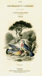 The Naturalists Library, Ornithology Vol. V, Ring Pigeon, c1833-1865. de William Home Lizars