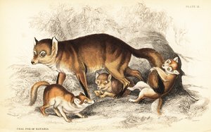 Variedade de raposa vermelha, Vulpes vulpes, com crias (Raposa do carvão da Baviera, Vulpes alopex) de William Home Lizars