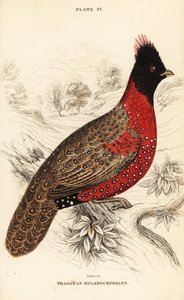 Tragopan ocidental ou tragopan de chifre ocidental, Tragopan melanocephalus de William Home Lizars