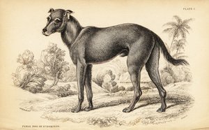Cão selvagem encontrado na República Dominicana e no Haiti, Canis lupus familiaris (Cão selvagem de St