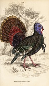 Peru selvagem, macho, Meleagris gallopavo de William Home Lizars