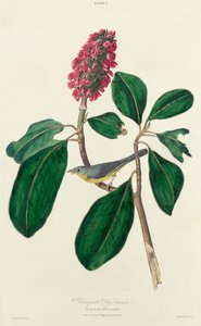 Apanhador de moscas Bonaparte de William Home Lizars after John James Audubon