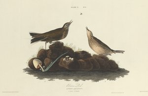 Cotovia Marrom de William Home Lizars after John James Audubon