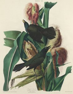 Grackle Roxo de William Home Lizars after John James Audubon