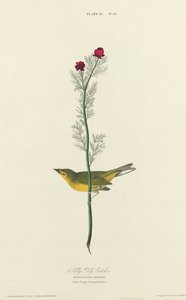 O Papa-moscas de Selby de William Home Lizars after John James Audubon
