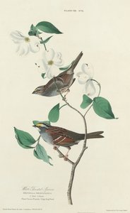 Pardal-de-garganta-branca de William Home Lizars after John James Audubon