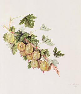 Groselha Verde, 1815 de William Hooker