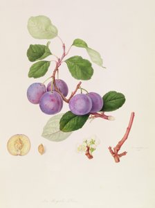 A ameixa real, 1815