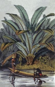 Palmeira de William Hooker