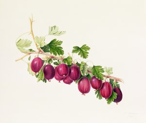 Groselha Roxa