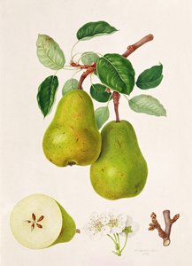 O D&39;Auch Pear, 1817