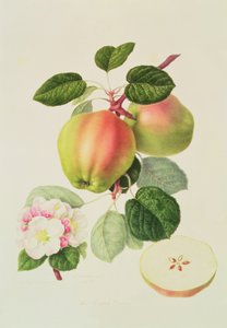 O Codlin holandês, 1820