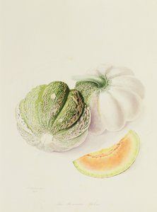 O Melão Romana, 1818