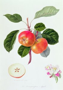 A Maçã Trumpington, 1819