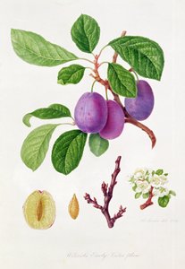Ameixa Violeta Precoce de Wilmot