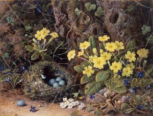 Natureza morta com ninho de pássaros, prímulas e violetas (lápis e aquarela) de William Hough