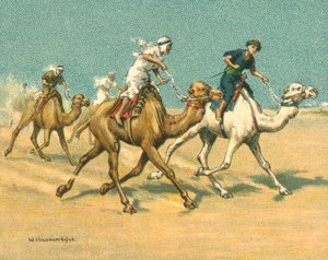 Raças Históricas e Modernas, Raças de Camelo (chromolitho)