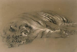 Um tigre adormecido, 1876 (lápis e giz sobre papel)