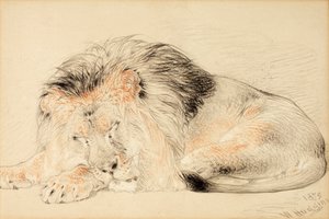 Estudo de um Leão, 1879 (giz no papel)