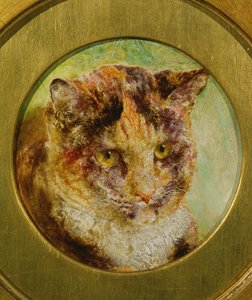 Estudo de um gato de tartaruga