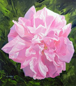 Rosa vitoriana