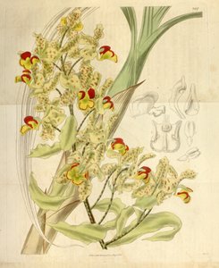 Cyrtopodium salpicado de William Jackson Hooker
