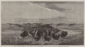 Um rebanho de bisontes atravessando um fundo do rio no Upper Missouri, no final da Exposição Internacional de William Jacob, Sr. Hays
