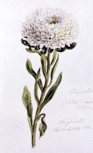 China Aster, pintado na Bayswater de William James Linton