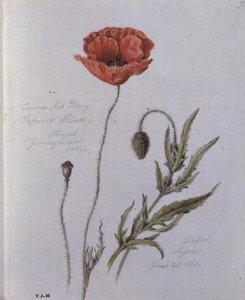 Papoila vermelha comum, pintada em Seaford, Sussex, 25 de Junho de 1860 (aguarela sobre papel)