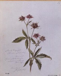 Marsh Cinquefoil, pintado em Brentwood de William James Linton