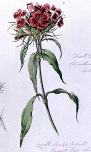 Sweet William, pintado no Regents Park, 7 de Junho de 1868 (aguarela sobre papel) de William James Linton