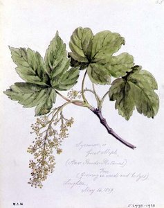 Sycamore, ou Great Maple, pintado em Loughton