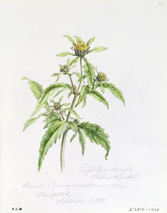 Trifid Burr-Marigold, pintado em Hampstead, 1 de setembro de 1861 de William James Linton